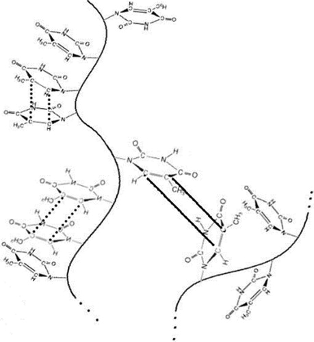 Figure 1. Copolymer chains showing crosslinking inter-chain (solid lines) and intra-chain interactions (dotted lines). The ESM model allows to discriminate them through a special matrix to better predict the curing kinetics.