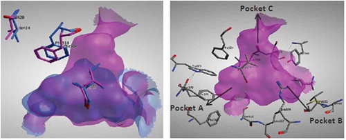 FIGURE 2 (Left): Superimposition of the active sites of both COX-I (cyano) and COX-II (magenta) showing the major structural differences resulting in a larger pocket in COX-II enzyme. (Right): COX-II active site consists of 3 main pockets: Pocket A formed of Phe367, Tyr371, Ser516, Trp373, and Leu370. Pocket B formed of Leu345, Arg106, Val102, Met99, Leu517, and Tyr341. Pocket C formed of Tyr341, Ser399, Phe504, Val509, and Leu338.