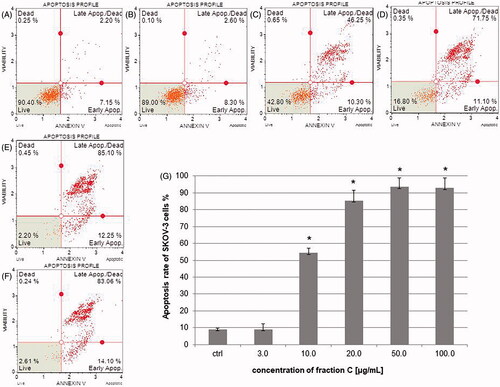 Figure 3. The percentage of early and late apoptotic SKOV-3 cells (apoptosis rate) determined by flow cytometry. The cells were treated with methanol (1% v/v) as control (ctrl, A) and fraction C at the concentrations of 3 (B), 10 (C), 20 (D), 50 (E), and 100 µg/mL (F) for 24 h. The results are presented as mean values of three independent repeats (G). Error bars represent standard deviations. Significant differences relative to the control are marked with an asterisk ‘*’ (p < 0.05).