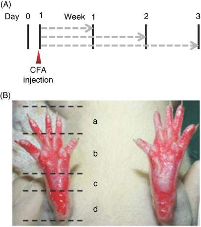 Fig. 1 (A) Schedule of the animal experiment. Vertical bars, assessments and tests at different time point (indicated above); dashed arrows (in gray), different treatments (frequency: daily). (B) Representative graph of both hind paws of a rat during the pain score test. (a) Toes; (b) anterior sole; (c) posterior sole; (d) heel. The color of all four areas of the right paw was deeper than the left paw and hence scored 4 in this case.
