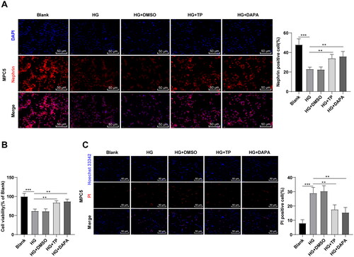 Figure 5. TP attenuated MPC5 cell damage induced by HG. (A) The positive expression of podocyte marker Nephrin in MPC5 cells was detected by immunofluorescent staining; (B) MPC5 cell viability was detected by MTT assay; (C) Hoechst 33342/PI double fluorescence staining was used to detect the pyroptosis level of MPC5 cells. Data were expressed as mean ± SD, and the cell experiments were independently repeated three times. One-way ANOVA was used for data comparison among multiple groups and Tukey’s test was used for the post-hoc test. **p < 0.01, ***p < 0.001.