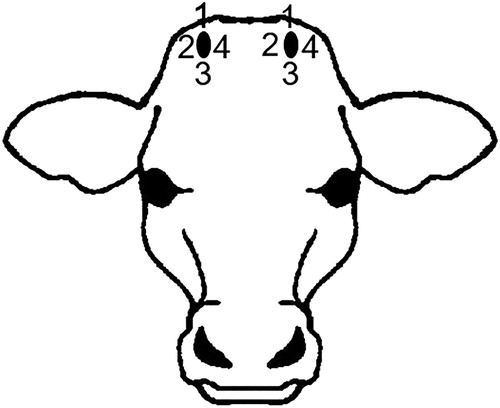 Figure 2. Diagram showing the position of pressure algometer placement for measurement of pain sensitivity in calves following disbudding. The black ovals indicate the position of the horn bud wound and the numbers indicate the location for placement of the pressure algometer.