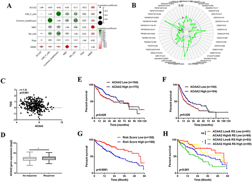 Figure 2 ACAA2 served as a biomarker for immunotherapy. (A) The correlation between ACAA2 and immune cell types and MHC; (B) Correlation between ACAA2 and immune check points; (C) Correlation between ACAA2 and TIDE score; (D) Compared the expression of ACAA2 between different groups; (E) Kaplan-Meier curves were used to determine the overall survival between different groups; (F) Kaplan-Meier curves were used to determine the disease-free survival between different groups; (G) Kaplan-Meier curves were used to determine the prognostic value of risk score; (H) Kaplan-Meier curves were used to determine the combine effect of ACAA2 and risk score on the prognosis of HCC; *p<0.05; **p<0.01; ****p<0.0001.