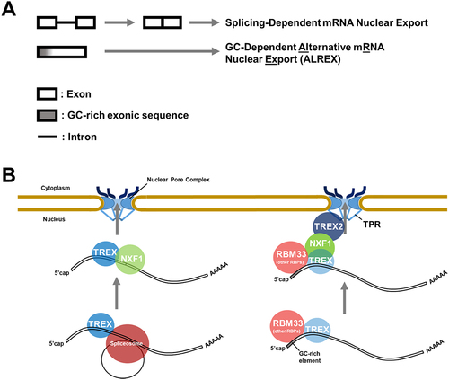 Figure 1. Two mRNA identity features promote the nuclear export of most mRnas. A) Schematic of the splicing-dependent and GC-dependent mRNA export pathways. B) Illustration of how each feature is recognized by trans-factors, which promote mRNA export. Note that splicing, and likely GC-rich regions, recruit the EJC to both types of mRNA (see text for details).