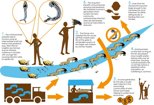 Figure 3. Graphical abstract of the predator farming model.