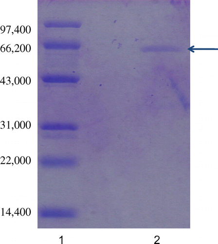 Fig. 3. SDS-PAGE of purified laccase from Abortiporus biennis J2. 1 Standard molecular weight markers, 2 Purified laccase.