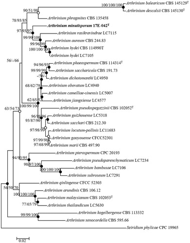 Figure 2. Neighbor-joining phylogenetic tree of 17E-042 based on combined sequences data (ITS+TUB2+TEF1) showing the relationship between Arthrinium minutisporum sp. nov., and the closest Arthrinium spp. The tree was rooted using Seiridium phylicae CPC 19965 as an outgroup. The numbers above the branches represent the bootstrap values (ML/MP/NJ) obtained for 1000 replicates (values smaller than 50% were not shown). The isolated strain of this study is indicated in bold. Bar, 0.02 substitutions per nucleotide position.