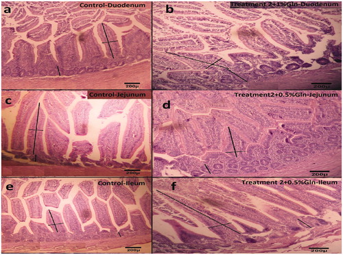 Figure 1. Morphological images from three parts of the small intestine in guinea fowl chickens (comparison of treatment 1 with complementary treatments). (a) Treatment 1 duodenum, (b) treatment 6 duodenum, (c) treatment 1 jejunum, (d) treatment 5 jejunum, (e) treatment 1 ileum and (f) treatment 5 ileum.