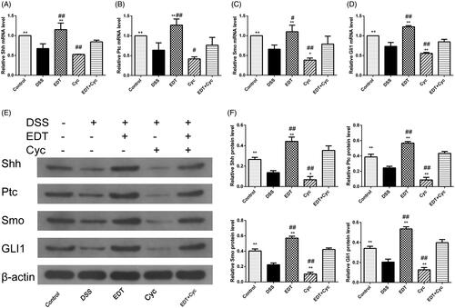 Figure 9. Cyc blocks the activation of the Shh pathway in mice with DSS-induced colitis. (A-D) Levels of the Shh, Ptc, Smo, and Gli1 mRNAs were measured using RT-PCR. (E-F) Levels of the Shh, Ptc, Smo, and Gli1 proteins were determined using Western blot analyses. Data are presented as means ± S.D. (n = 6). DSS: dextran sulphate sodium; EDT: eriodictyol; Cyc: cyclopamine. *p < 0.05 and **p < 0.01 compared with the DSS group. #p < 0.05 and ##p < 0.01 compared with the EDT + Cyc group.