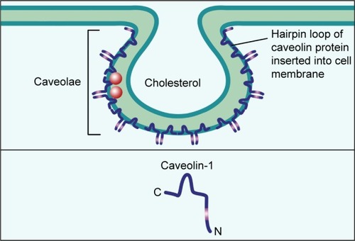 Figure 1 The structure of caveolae.Notes: Caveolae are 50–100 nm Ω-shaped, cholesterol-enriched, rigid membrane microdomains that are composed of scaffold proteins named caveolins. The most important constituent protein is Caveolin-1.