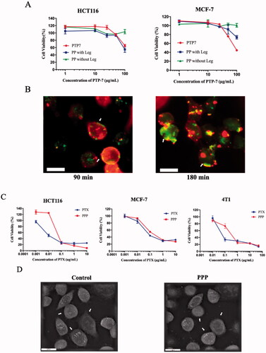 Figure 4. (A) Legumain responsiveness of PP: cell viability of HCT116 and MCF-7 after incubating with free PTP-7, PP in presence or in absence of legumain. (B) Kinetics of PTP-7 interaction with MCF-7 cells: cells were incubated with FITC-labeled PTP-7 for 90 min and 180 min. Magnification: ×20. Bar = 25 µm. (C) Cell viability of HCT116, MCF-7, and 4T1 after incubating with free PTX and PPP for 72 h. (D) Holotomographic 3D images of cell morphology in MCF-7 cells treated with 20 µg/mL PPP for 3 h. Bar = 20 µm.