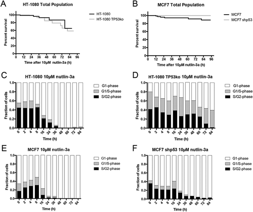 Figure 5. Treatment with nutlin-3a favors G1-phase accumulation regardless of p53 expression. (A, B) Cell survival curves indicate treatment with nutlin-3a results in 35–40% cell loss in HT-1080 cells regardless of p53 expression, and approximately 10% loss in wildtype MCF7 cells, and no loss in MCF7 shp53 cells (black line = wildtype, grey line = p53 absent). (C-F) FUCCI status over time after nutlin-3a treatment indicates a trend toward G1-phase (white) arrest for all cell lines. (C) Wildtype HT-1080 cells accumulate to approximately 80% G1-phase 24 hours after treatment, and are nearly entirely G1-phase after that; this is sooner and stronger than after treatment with selinexor (Figure 3, Video S9). (D) HT-1080 TP53ko show slower accumulation in G1-phase than wildtype cells, and reach approximately 60% (Video S10). (E, F) MCF7 and MCF7 shp53 cells both show approximately 70% G1-phase 24 hours after treatment, and are nearly entirely G1-phase after that; this is like treatment with selinexor but with different kinetics at early time points post-treatment (Figure 3, Videos S11 and S12). ≥100 cells tracked for each condition and time point.