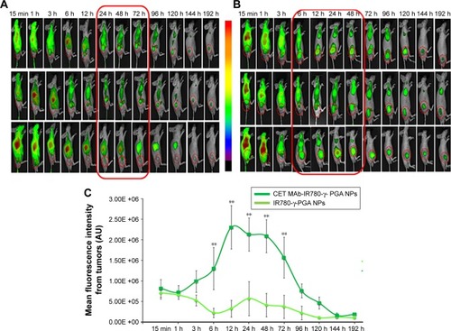 Figure 6 Qualitative biodistribution analysis using in vivo imaging in gastric cancer xenografts (n=3).Notes: (A) Biodistribution images of mice treated with IR780-γ-PGA Nps (nontargeted Nps). (B) Biodistribution images of mice treated with CET MAb-IR780-γ-PGA Nps (targeted Nps). The red boxes indicate the time frame during which an enhanced fluorescence intensity was observed in the tumor indicating enhanced tumor accumulation. (C) Mean fluorescence intensity measured from tumors as ROI using the FOBI machine plotted against time of imaging. **p<0.01 indicating the statistical significance of targeted CET MAb-IR780-γ-PGA Nps compared with that of nontargeted IR780-γ-PGA Nps. Values represent mean ± SD of three independent animals (n=3).Abbreviations: γ-PGA, poly(γ-glutamic acid); CET MAb, cetuximab monoclonal antibody; FOBI, fluorescence-labeled organism bioimaging instrument; Nps, nanoparticles; ROI, region of interest.