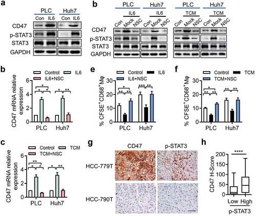 Figure 4. STAT3 signaling is essential for IL-6-induced CD47 expression in HCC.(a) p-STAT3 and total STAT3 protein levels were assessed by western blotting. One of three representative experiments is shown. (b-c) PLC and Huh7 were cultured with IL-6 or TCM and STAT3 inhibitor NSC74859 (50 µM). CD47 expression was determined by qPCR. * p < .05; ** p < .01. (d) Western blot detected the CD47 level of PLC and Huh7 cells treated with IL-6 or TCM and STAT3 inhibitor NSC74859 (50 µM). (f-g) FACS analysis and summary of tumor cell phagocytosis by macrophages after treatment with IL-6 or TCM and NSC74859. * p < .05; ** p < .01. (h) Representative microphotographs of CD47 expression and p-STAT3+ cells in HCC tumor tissue. The scale bar indicates 50 μm. (i) The CD47 expression level was positively correlated with the density of p-STAT3+ cells. ****p < .0001.