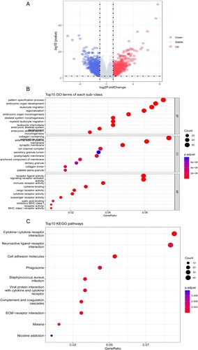 Figure 8. Functional assays of DEGs between low and high risk groups. (A) The volcano plot of the differentially expressed genes. (B) The top 10 GO terms of BP, CC and MF. (C) The top 10 KEGG pathways.