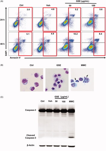 Figure 7. GSE has a negligible effect on the apoptosis of HepG2 cells. (A) Analysis of HepG2 cell apoptosis following GSE treatment. HepG2 tumour cells were cultured with GSE at indicated doses or with emulsion (vehicle), harvested and stained with Annexin V-FITC and DAPI. Numbers in the flow cytometric plots indicate the proportions of gated cells. (B) Cells were stained with Wright–Giemsa staining after treatment with 100 μg/mL GSE for 24 h. Cells were treated with MMC (50 μg/mL) for 24 h as a positive control (original magnification, ×400). Arrowhead indicates a typical fragmented nucleus of a cell undergoing apoptosis. (C) Western blot showing protein levels of caspase-3, cleaved-caspase-3. Ctrl: control: Veh: vehicle: MMC: mitomycin.