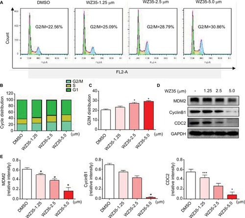Figure 2 WZ35 induces cell cycle arrest in H1975 cells. (A) Induction of cell cycle arrest in H1975 cells was determined by PI staining and flow cytometry, after treating cells with WZ35 for 18 h. (B) The distribution of cell cycle phase in cells treated with WZ35. (C) Representative histograms from flow cytometry analysis in the three TNBC cells treated with osthole. (*P<0.05 compared with DMSO control). (D) Expression of cell cycle-associated proteins showing decreased levels of MDM2, cyclin B1, and CDC2 following treatment of cells with WZ35 for 18 h. GAPDH was used as internal control. (E) Western blot results from (D) was calculated and represented as the percent of control. (*P<0.05 and ***P<0.001 compared with DMSO control).Abbreviations: DMSO, dimethyl sulfoxide; PI, propidium iodide; MDM2, murine double minute; CDC2, cyclin-dependent kinase 1.
