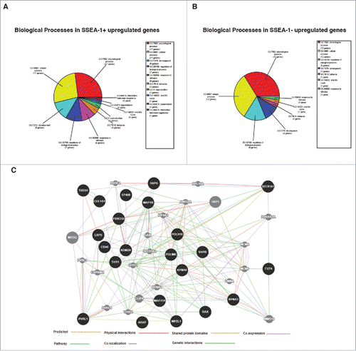 Figure 6. (A) Biological processes enrichment categories graph gene ontology in SSEA-1+ and SSEA-1neg upregulated genes. (B) Functional association interaction network of upregulated genes in SSEA-1+ vs SSEA-1neg, using protein and genetic interactions, pathways, co-expression, co-localization, protein domain and physical interaction data (Cytoscape-GeneMANIA, University of Toronto, Donnelly Center for Cellular and Biomolecular Research, www.genemania.org). (C) GeneMANIA functional association Cytoscape diagram (University of Toronto, Donnelly Center for Cellular and Biomolecular Research, www.genemania.org), association data of upregulated gene interaction with SSEA-1+ vs SSEA-1neg porcine embryonic fibroblasts (pEFS), which includes protein and genetic interaction pathways, co-expression, co-localization and protein domain similarity.