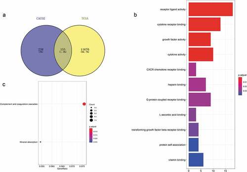 Figure 2. Acquisition of 155 differentially expressed genes and GO and KEGG functional enrichment analyses. (a) There were 393 differentially expressed genes between CD133- and CD133+ Caco-2 cells, 11,832 genes differentially expressed between colorectal tumor and normal tissues, and 155 genes coexisted among them. (b) GO functional enrichment and (c) KEGG pathway analyses of these 155 genes.