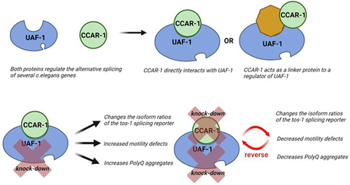Figure 6. A model of the mechanism of action of alternative splicing regulation by CCAR-1 and UAF-1 inC. elegans.