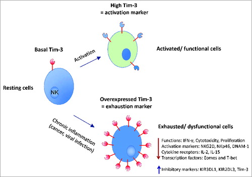 Figure 1. The expression and role of TIM-3 in natural killer (NK) cells. NK cell activation, through exposure to different cytokines (e.g., IL-2, IL-15. Il-18 and IL-12), leads to an increase in TIM-3 expression (activation marker – upper part of the figure). In the context of chronic inflammation, such as occurs in cancer or chronic viral infection, TIM-3 is overexpressed on NK cells and plays an important role in inducing exhaustion of these cells (exhaustion marker – lower part of the figure). TIM-3, T cell immunoglobulin- and mucin-domain-containing molecule-3; Eomes, eomesodermin.