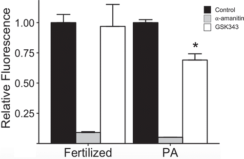 Figure 6. Effect of GSK343 on global transcription. Biparental embryos (Fertilized) were fertilized in vivo and parthenotes (PA) were in vivo matured and parthenogenetically activated. Both groups were cultured in control medium or medium containing GSK343 or α-amanitin. EU incorporation was assayed in 2-cell embryos. The experiment was performed 3 times, and at least 20 embryos were analyzed for each experiment. Asterisk represents significant (p < 0.05) decrease from control.
