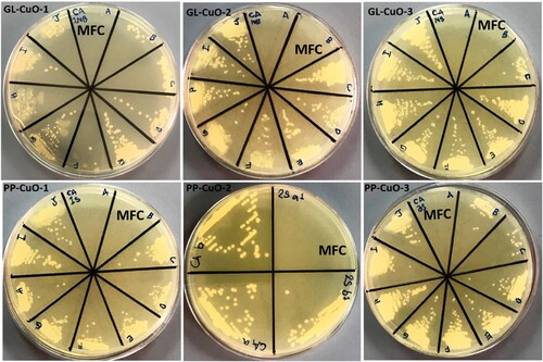 Figure 10. SDA plates showing MBC (mg/ml) value for C. albicans treated with CuO nanoparticles synthesized by GL and PP extract.