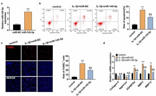 Figure 3. miR-145-5p dampened ECM degeneration and NP cell apoptosis.