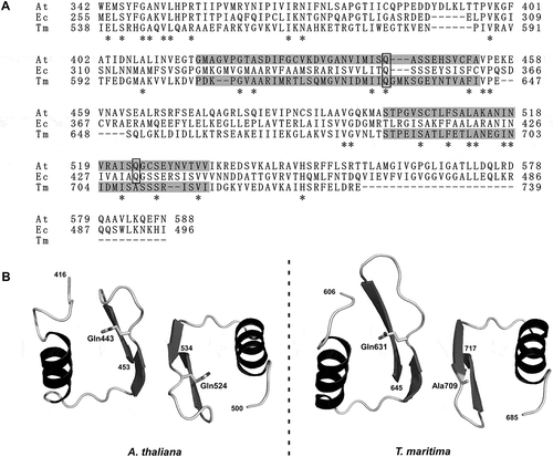 Figure 6. Comparison of regulatory domains. (A) Amino acid sequence alignment of the regulatory domains of A. thaliana, E. coli, and T. maritima AK-HseDHs. At, A. thaliana; Ec, E. coli; and Tm, T. maritima. Asterisks indicate conserved residues. Gln residues proposed to interact with L-threonine are in boxes. The residues corresponding to the two ACT subdomains of A. thaliana (416–453 and 500–534) and T. maritima (606–645 and 685–717) enzymes are shaded. Sequences were aligned using ClustalW [Citation30]. (B) Predicted structures of the two ACT subdomains of A. thaliana (left panel) and T. maritima (right panel) enzymes. Amino acid residues (Gln443 and Gln524 for A. thaliana, Gln631 and Ala709 for T. maritima) are shown as stick models.