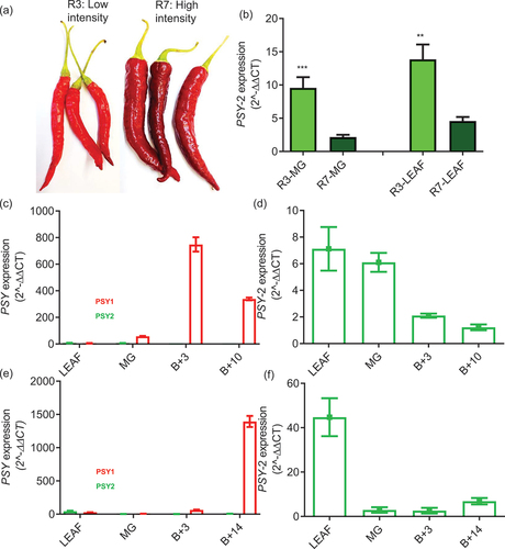Figure 2. Comparison of PSY-1 and PSY-2 in chilli pepper lines differing in colour intensity phenotype.