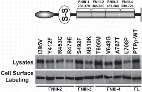 Figure 3. PTPρ proteins containing tumor-derived mutations in their FNIII domains are expressed at the cell surface. Ten mutations in the FNIII domains of PTPρ were generated by site-directed mutagenesis and expressed in Sf9 cells. Total cellular and cell surface proteins were isolated and analyzed by immunoblotting with the SK18 antibody.