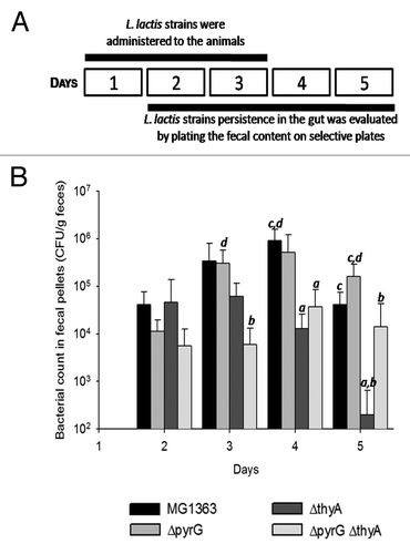 Figure 3. Survival of the different L. lactis strains after passing through the gastrointestinal tract. (A) Schematic representing the experimental procedure. (B) Graph expressing the survival of the lactococcal strains following administration to mice by gavage and transition through the gastrointestinal tract. Bacteria were recovered from the faeces at the indicated CFU count. Results are expressed as the mean ± SD (n = 5). a, b, c, or d indicate that the value is significantly different (P value ≤ 0.05) from that affected to strains MG1363, ΔpyrG, ΔthyA, or ΔthyAΔpyrG, respectively.