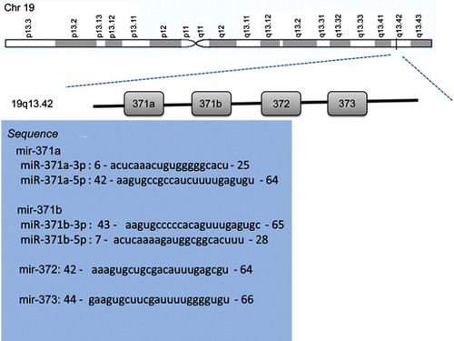 Figure S1 The genomic localization chart and sequences of miR-371-3 cluster.