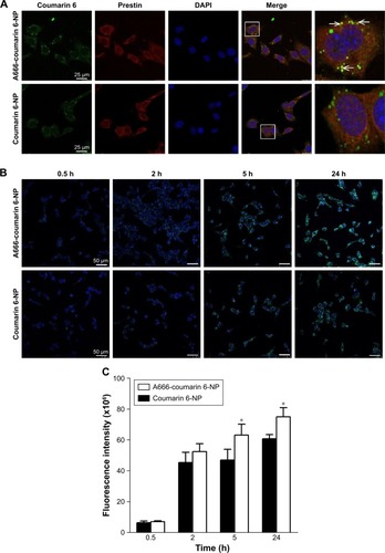 Figure 3 (A) Representative CLSM image of HEI-OC1 after 2 h culture with A666-coumarin 6-NP and coumarin 6-NP. Red indicates prestin staining, green indicates the NPs inside the cells, and blue represents the nuclei stained by DAPI. Arrows, colocalization of prestin and coumarin 6. Scale=25µm. (B) Representative CLSM images of HEI-OC1 after 0.5, 2, 5, and 24 h culture with A666-coumarin 6-NP and coumarin 6-NP. Scale=50µm (C) Fluorescence intensity in HEI-OC1 incubated with A666-coumarin 6-NP and coumarin 6-NP after 0.5, 2, 5, and 24 h. *P<0.05 as compared to coumarin 6-NP.Abbreviations: CLSM, confocal laser scanning microscopy; NP, nanoparticle.