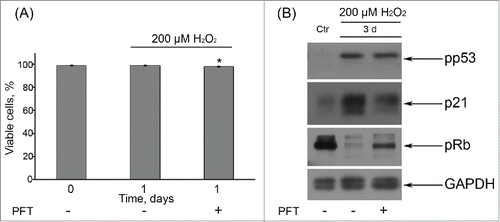 Figure 7. (A) Application of 50 μM PFT had no effect on viability of H2O2-treated hMESCs. Cells were either pretreated or not with 50 μM PFT for 2 h, then subjected to 200 μM H2O2 for 1 h with following H2O2 replacement and cell cultivation under normal conditions. The percentage of viable cells was evaluated in 24 h after treatment by FACS analysis as described in “Materials and Methods” section. Results are shown as a percent of control. M ± SD, N = 3, *p<0.05, versus control. (B) Western blot analysis of p53 and Rb phospohorylation, as well as p21 protein expression. Representative results of the three experiments are shown in the figure. GAPDH was used as loading control. Ctr – control.