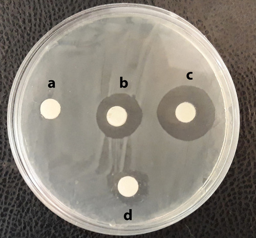 Figure 4 Mean inhibition zone (mm) against MDR V. cholerae strains: Caco2 supernatant: 0 mm (A); CS NPs: 22 mm (B); MSCs CM-CS NPs: 28 mm (C); and MSCs CM: 15mm (D).
