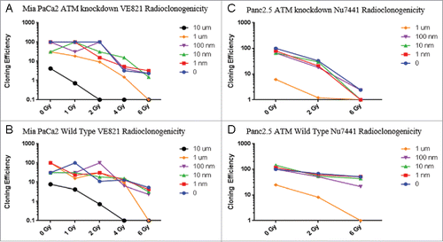 Figure 4. Chemoradioclonogenicity of ATM-deficient cells. Cells were treated with Ve821, an ATR inhibitor (MIA PaCa-2 cells, A, B) or Nu7441, a DNA-PKcs inhibitor (Panc2.5 cells, C, D) one hour before irradiation. After 14–21 days, the number of wells (out of 96) with one or more colonies of >50 cells were determined, cloning efficiencies were calculated for each condition, and normalized to the untreated cells of each cell line.