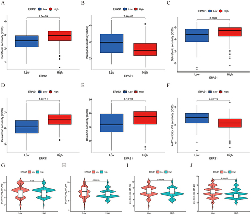 Figure 5 The evaluation of the predictive value of HIF-2α in targeted drugs and immunotherapy. (A–F) The IC50 of targeted drugs-Sorafenib (A), Pazopanib (B), Dabrafenib (C), Cetuximab (D), Bosutinib (E), and AKT inhibitor VIII (F). (G–J) The violin chart showed the treatment scores of immune checkpoints of the low HIF-2α and high HIF-2α groups without CTLA4 and PD1 treatment (G), PD1 treatment alone (H), CTLA4 treatment alone (I), and combined PD1 and CTLA4 treatment (J).