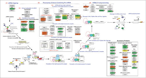 Figure 3. Pathway analysis revealed dysregulation of proteins associated with splicing machinery in HNSCC. Gene spring version 12.6.1 was used for pathway analysis. Molecules that mapped to the mRNA processing pathway from the phosphoproteomic data are highlighted in green, molecules that mapped from the proteomic data are highlighted in orange and molecules that are common in both data sets are highlighted in yellow. The fold changes are represented using heat strips.