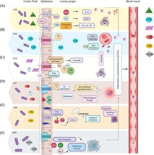 Figure 2. Action mechanisms of the primary C. perfringens toxins used for toxin typing. Molecular mechanism of action of the major toxins of C. perfringens. (A). CPA toxin: CPA toxin interacts with GM1a, hydrolysing phosphatidylcholine (PC) and sphingomyelin (SM), resulting in the formation of diacylglycerol (DAG) and ceramide (CER) with Tropomyosin kinase A receptor (TrKA) activation and triggers the activation of an intracellular signalling cascade with Interleukin - 8 (IL-8) release. The activation of phosphatidyl inositol 3 (IP3) promotes intracytoplasmic calcium (Ca+) entry (B). CPB toxin: CPB binds to platelet endothelial cell adhesion molecule-1 (PECAM-1) with subsequent release of adenosine triphosphate (ATP) and formation of pores that allow ion exchange to and from the cell (C). ETX toxin: ETX toxin interacts with protein “myelin and lymphocytes” (MAL), forming an active pore that induces ion transport and exchange across the cell membrane (D). ITX toxin: The binding of Ib to the lipolysis-stimulated lipoprotein receptor (LSR) receptor mediates its entry into the host cell, promoting the formation of channels for the entry of Ia by endocytosis with subsequent depolymerization of actin filaments, generating morphological changes and alteration of cell permeability (E). CPE toxin: the CPE toxin binds to claudin receptors, contributing to the formation of a pore on the cell surface with ion exchange and osmotic imbalance. (F). NetB toxin recognizes cholesterol-free regions in cell membranes by forming heptameric hydrophilic pores that allow the entry of ions such as Na+, Cl- y, and Ca 2+.