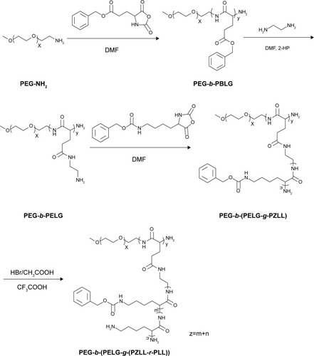 Figure 1 Synthesis of PEG-b-(PELG-g-(PZLL-r-PLL)).Note: x, y, m, and n represent the degree of polymerization.Abbreviations: 2-HP, 2-hydroxypyridine; DMF, N,N-dimethylformamide; PEG-NH2, poly(ethylene glycol) amine; PEG-b-PBLG, poly(ethylene glycol)-b-poly(γ-benzyl l-glutamate); PEG-b-PELG, poly(ethylene glycol)-b-poly(ethylenediamine l-glutamate); PEG-b-(PELG-g-PZLL), poly(ethylene glycol)-b-(poly(ethylenediamine l-glutamate)-g-poly (ε-benzyoxycarbonyl-l-lysine)); PEG-b-(PELG-g-(PZLL-r-PLL)), poly(ethylene glycol)-b-(poly(ethylenediamine l-glutamate)-g-poly(ε-benzyoxycarbonyl-l-lysine)-r-poly(l-lysine)).