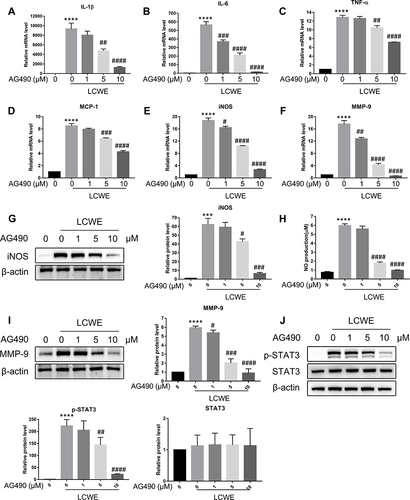 Figure 6 STAT3 signal pathway is involved in LCWE-induced inflammatory response in RAW264.7 cells. RAW264.7 cells were pretreated with AG490 (0, 1, 5, 10 μM) 30 min prior to the stimulation with LCWE (1 μg/mL) for 12 h. qRT-PCR was conducted to analyze the relative mRNA levels of IL-1β (A), IL-6 (B), TNF-α (C), MCP-1 (D), iNOS (E) and MMP-9 (F) in RAW264.7 cells, respectively. The relative protein levels of iNOS (G), MMP-9 (I), p-STAT3 and STAT3 (J) were examined by Western blot, respectively. (H) NO production was detected by Griess reagent. All results are expressed as the mean ± SD. ***p < 0.001, ****p < 0.0001 versus untreated group; #p < 0.05, ##p < 0.01, ###p < 0.001, ####p < 0.0001 versus LCWE group.