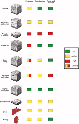 Figure 1. Extent of NP exposure, translocation and use of advanced cell culture models in the testing for epithelial barriers and internal organs. Independent from the extent of exposure use of in vitro models for protective barriers (cornea, epidermis, oral cavity, vaginal epithelium) is low as good ex vivo systems are available. In vitro systems are used when particle exposure is high and robust ex vivo systems are missing (alveolar and intestinal epithelium).