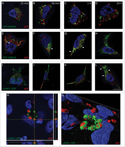 Figure 1. Acidic nanoparticles are delivered to lysosomes. Localization of PLGA-aNP containing a red fluorescent dye, Nile red (red, 180 ng/µl) in M17 cells in endosomes or lysosomes after 15 min (A,E,I), 30 min (B,F,J), 1 h (C,G,K) and 24 h (D,H,(L)to N) incubation. ((A) to D) Fluorescent signal of RAB5A-GFP (i.e., early endosomes, green) and PLGA-aNP at the selected time points. ((E) to H) Fluorescent signal of RAB7A-GFP (i.e., late endosomes, green) and PLGA-aNP at the selected time points. Colocalization was observed after 15 min (E) and reached a maximum after 1 h (G). ((I) to M) Fluorescent signal of LAMP1-GFP (i.e., lysosomes, green) and PLGA-aNP at the selected time points. Colocalization was observed after 24 h incubation ((L) and M). Orthogonal projection of stack image and 3D reconstruction show PLGA-aNP surrounded by LAMP1-GFP signal ((M)and N). Scale bar applies to all pictures: 10 µm. (N) Spacing in the frame: 1 µm.