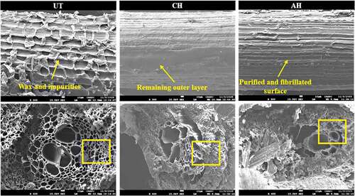 Figure 12. SEM images of untreated and treated (mercerized) DPF.