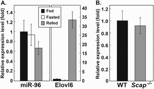 Figure 1. Mature miR-96 levels in the livers of mice. (A) Mature miR-96 levels were measured in the liver of mice fed on a chow diet ad libitum, fasted for 12 h (low insulin), or fed a high carbohydrate diet for 12 h after the 12 h fasting period (high insulin). The mRNA levels of ELOVL6 were used to assess the response to each dietary condition. (B) Mature miR-96 levels were measured in the livers of WT mice and liver-specific SCAP knockout mice. miR-96 levels were normalized to the level of U6 and ELOVL6 mRNA levels were normalized to cyclophilin. The values obtained in WT mice were regarded as 1.0 and used to estimate relative expression in other groups. Values indicate the means ± S.E. (n = 5 mice). ELOVL6, elongation of very long chain fatty acid-like family member 6.