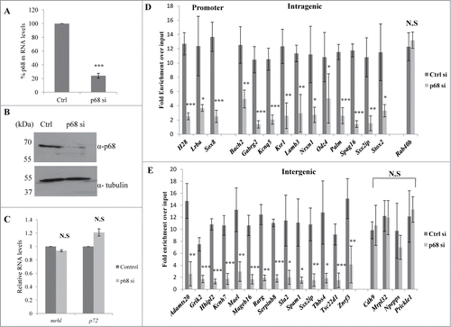 Figure 6. p68 is required for the association of mrhl RNA with GRPAM loci. (A) Real Time PCR showing about 80% down regulation of p68 mRNA in siRNA transfected cells. (B) Western blot showing drastic reduction of p68 protein levels upon p68 silencing by siRNA. (C) Real Time PCR showing no significant change in the expression of mrhl RNA and p72 mRNA upon p68 silencing. (D&E) Real Time PCR analysis scoring for the occupancy of mrhl RNA at the GRPAM loci (promoter, intragenic, intergenic) upon p68 silencing. mrhl RNA occupancy is drastically reduced on most of the GRPAM loci upon p68 silencing. Each data is an average of 4 independent biological replicates. Error bars in Figure 6A, C, D, and E represent standard deviation. *** (P ≤ 0.0005), ** P ≤ 0.005), * P ≤ 0.05) (t test). N.S (not significant).