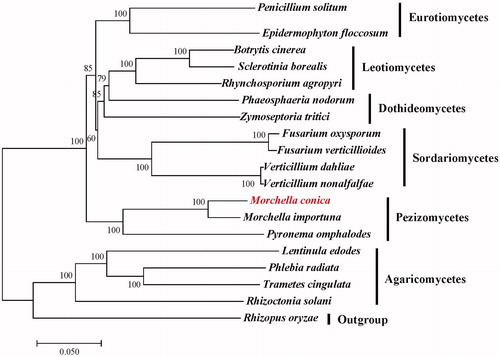 Figure 1. Maximum-likelihood (ML) phylogenetic tree of M. conica and related fungal species. The ML-tree is based on 14 conserved core mitochondrial proteins. Bootstraps values (1,000 replicates) are shown at the nodes. All the sequences are currently available in the GenBank database: Botrytis cinerea (KC832409), Epidermophyton floccosum (NC_007394), Fusarium oxysporum (NC_017930), F. verticillioides (NC_016687), Lentinula edodes (NC_018365), M. importuna (NC_045397), Zymoseptoria tritici (NC_010222), Penicillium solitum (NC_016187), Phaeosphaeria nodorum (NC_009746), Phlebia radiata (NC_020148), Pyronema omphalodes (NC_029745), Rhizoctonia solani (NC_021436), Rhynchosporium agropyri (NC_023125), Sclerotinia borealis (NC_025200), Trametes cingulata (NC_013933), Verticillium dahliae (NC_008248) and V. nonalfalfae (NC_029238). Rhizopus oryzae (NC_006836) was served as an outgroup.