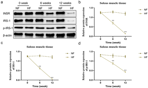 Figure 5. Changes of insulin receptor-related protein expression levels in the soleus muscle tissues in different periods. a – d: changes in the protein expression levels of INSR, IRS-1 and p-IRS-1 in the soleus muscle tissues of mice in the two groups at different periods. **P < 0.01 vs. NF group.
