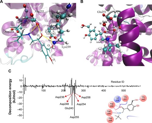 Figure 3 Critical site interactions of AS1 with BSA.